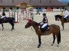 jumper Neugschwent's Kalinka (Oldenburg show jumper, 2015, from Kannan)