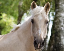 broodmare Margriet 3 (Pony without race description, 2017, from Unbekannt PONY)