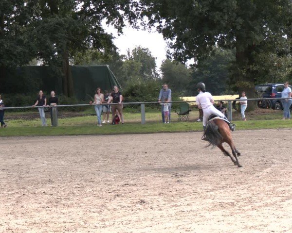 Reitturnier Datteln 2024