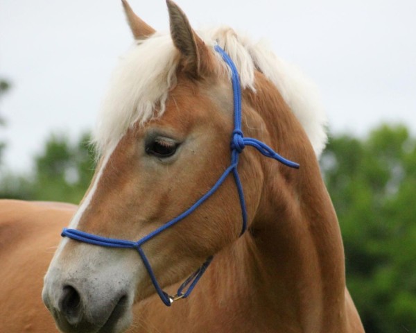 horse Vaiana (Haflinger, 2020, from Abendwind)