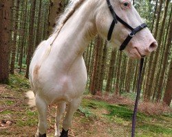 jumper Hho Bruiser (Tinker / Irish Cob / Gypsy Vanner,  )