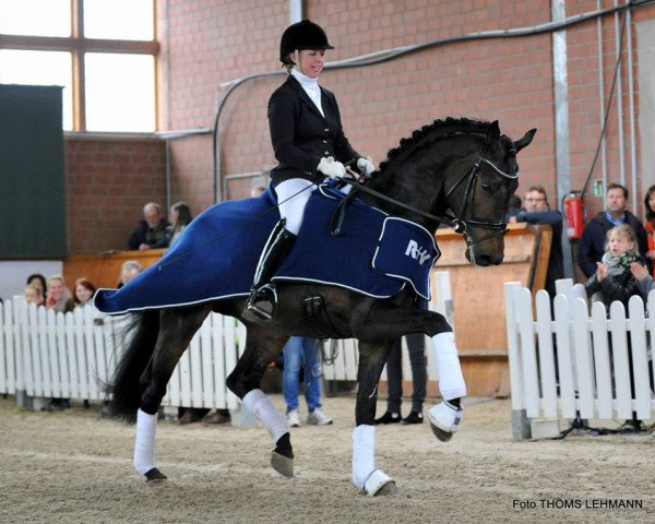 stallion Real Grandios (Westphalian, 2011, from Real Diamond)