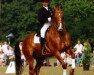 stallion Vanitas (KWPN (Royal Dutch Sporthorse), 1979, from Pretendent)