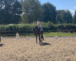 jumper Schlauberger (Hanoverian, 2013, from Stolzenberg)