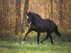 dressage horse Captain Jack Sparrow 3 (Oldenburg, 2004, from Jazz Time)