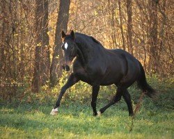 dressage horse Captain Jack Sparrow 3 (Oldenburg, 2004, from Jazz Time)