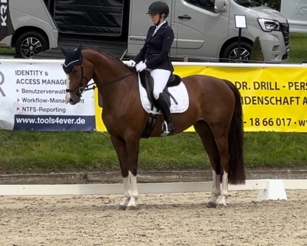 dressage horse Freddie's Queen (German Sport Horse, 2017, from Freddie Mercury 2)