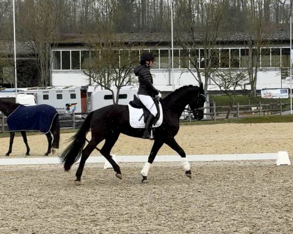 dressage horse Fineline In Black (Hanoverian, 2019, from Fürst Samarant)