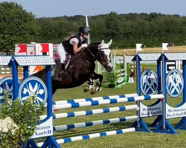 jumper Charlotte Charmante (German Riding Pony, 2013, from Night-Power)