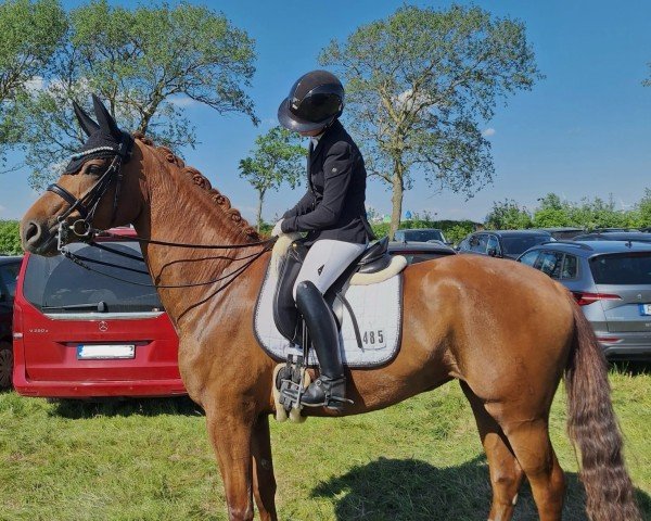 dressage horse Donna Destina S (Oldenburg, 2016, from Destano)