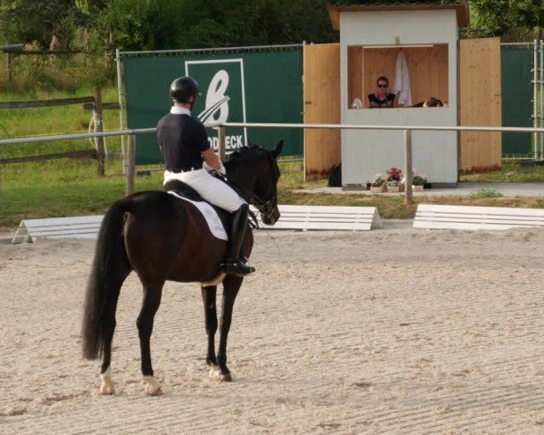 Reitturnier Köngen 2024