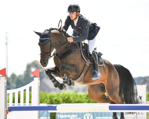 Springpferd Be The Best 3 (Holsteiner, 2019, von Brantzau)