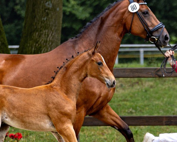 Fohlen von Blickfang VH (Westfale, 2024, von Callaho's Benicio)