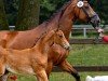 foal by Blickfang VH (Westphalian, 2024, from Callaho's Benicio)