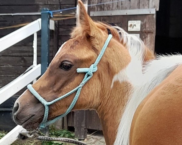 foal by CJS Shaitans Amari (Arabian thoroughbred, 2024, from Vajavo)