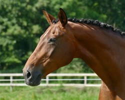 broodmare Shayana (Hanoverian, 2012, from Scolari)