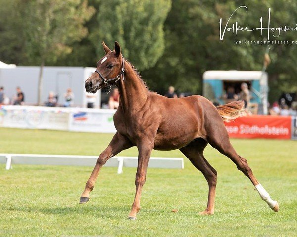 Dressurpferd Iplands Carlfreytag (Deutsches Reitpony, 2022, von DSP Cosmo Royale)