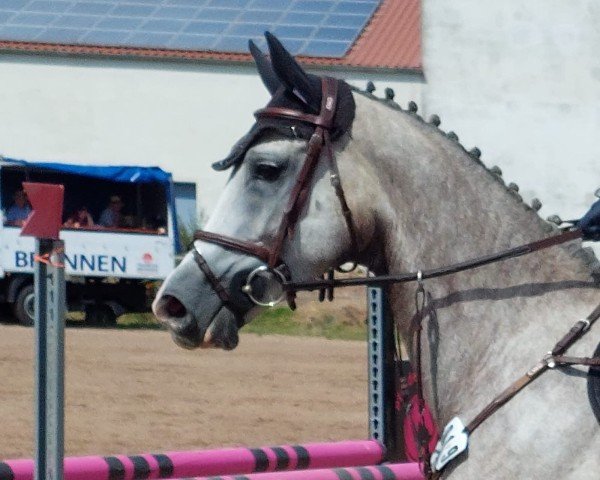 horse Bianca Stella (Polish Warmblood, 2019, from Lumpi)