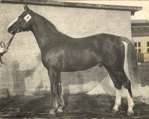 stallion Fluss I (Mecklenburg, 1953, from Fluegel)