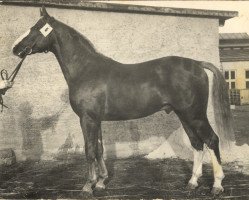 Deckhengst Fluss I (Mecklenburger, 1953, von Fluegel)