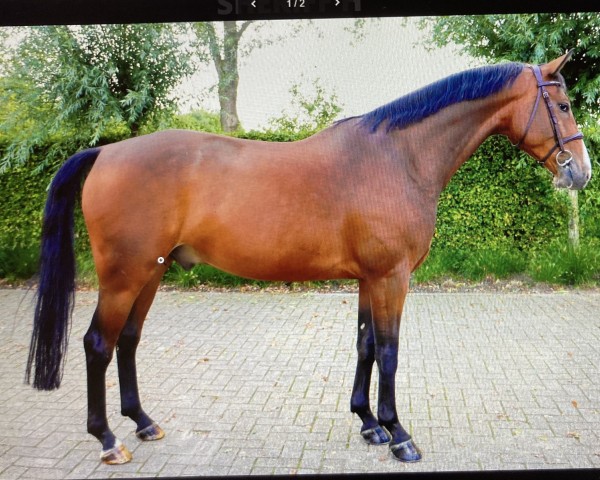 jumper Sheriff H (Belgian Warmblood, 2018, from Oliver Obolensky)