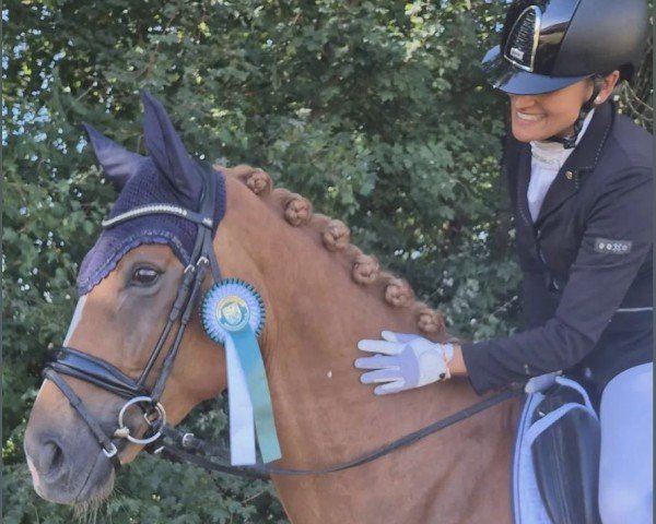 dressage horse Erdbeer-Sahne VEC (Hanoverian, 2019, from Escamillo)