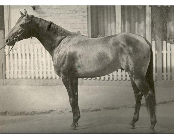 stallion Grollus xx (Thoroughbred, 1966, from Carolus xx)