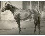 stallion Grollus xx (Thoroughbred, 1966, from Carolus xx)