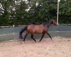 broodmare Pia Lotta (Westphalian, 2005, from Polany)