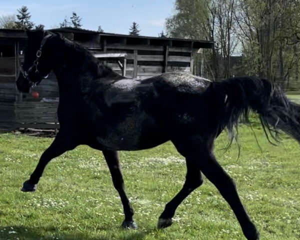 Springpferd Zinedreams Queen (Oldenburger Springpferd, 2019, von Zinedream)