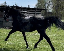 jumper Zinedreams Queen (Oldenburg show jumper, 2019, from Zinedream)