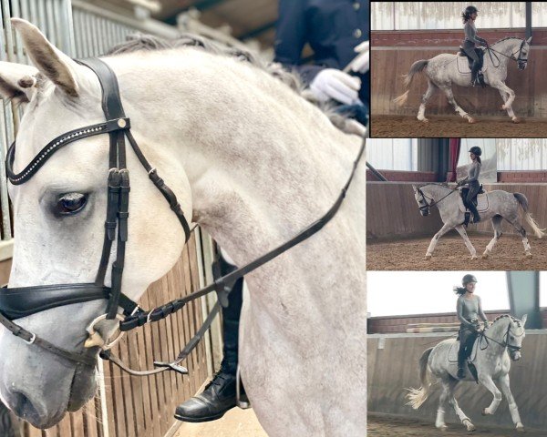 dressage horse Hokuspokus (German Riding Pony, 2018, from Herzkoenig NRW)