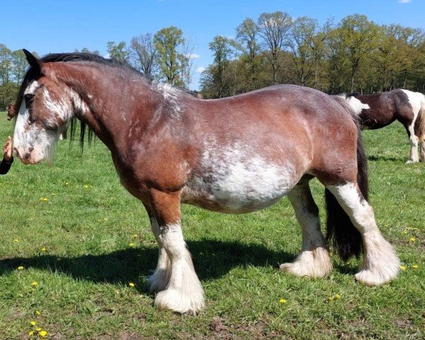 broodmare S'Alana of Mauden Valley (Tinker / Irish Cob / Gypsy Vanner, 2008, from Stefan P)