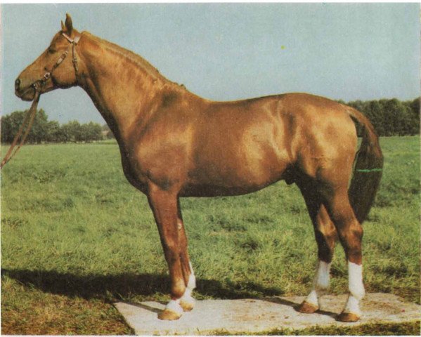 stallion Dobrock (Mecklenburg, 1978, from Don Carlos)
