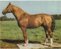 stallion Dobrock (Mecklenburg, 1978, from Don Carlos 1352)