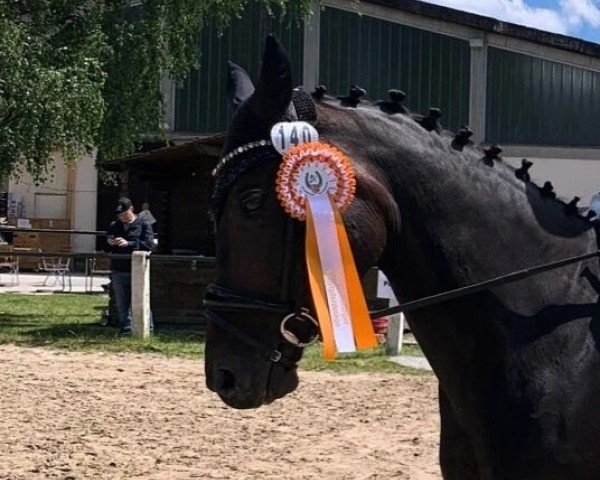 dressage horse Fontana 62 (Hanoverian, 2015, from Fürstenball)