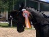 dressage horse Fontana 62 (Hanoverian, 2015, from Fürstenball)