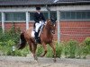 dressage horse Royal de L'Amour (Hanoverian, 2007, from Royal Blend)