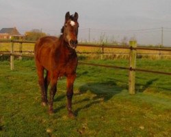 broodmare Hora de Zele (Belgian Warmblood, 1984, from Pik Bauer)