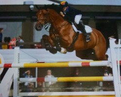 jumper Fighting Bravour van de Basquita (Belgian Warmblood, 2005, from Skippy II)