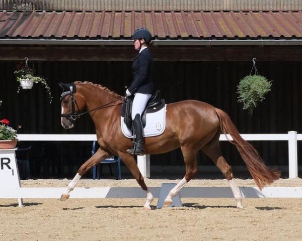 Zuchtstute La petite amie AMW (Deutsches Reitpony, 2020, von D-Gold AT NRW)