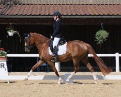 broodmare La petite amie AMW (German Riding Pony, 2020, from D-Gold AT NRW)