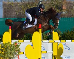 broodmare Gigi Bravour van de Basquita (Belgian Warmblood, 2006, from Skippy II)