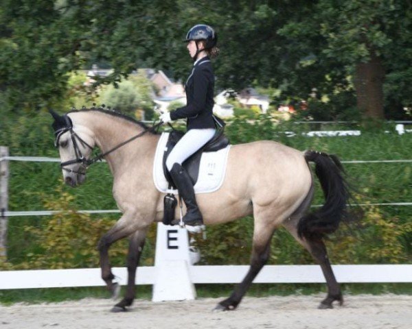 dressage horse Julikas Golden Girl (German Riding Pony, 2014, from Baltic Sanjo)