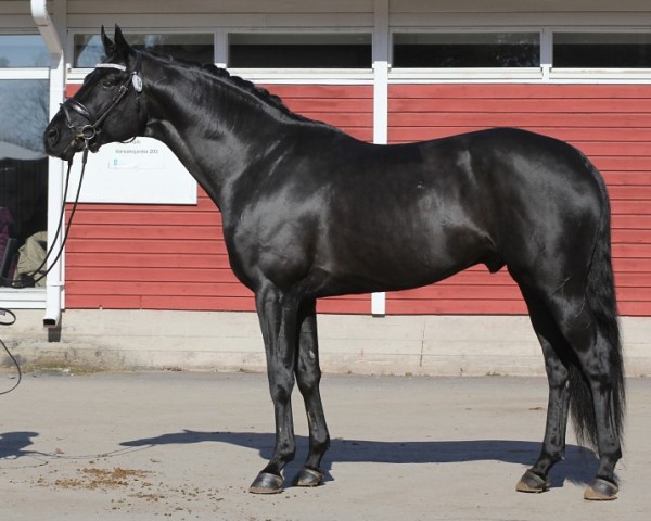 stallion Legend Blackjack 238 FIN (Finnish Warmblood, 2015, from Finest)