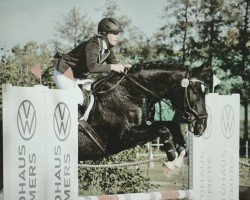 dressage horse Eddie Little Sky (Hanoverian, 2007, from Embassy I)