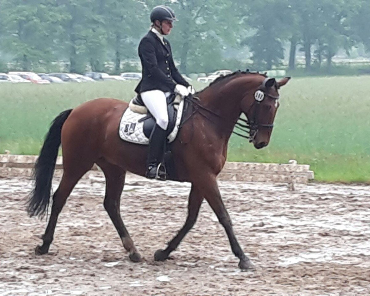 dressage horse Willeby (Hanoverian, 2000, from Watermill Bridge xx)