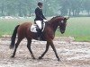 dressage horse Willeby (Hanoverian, 2000, from Watermill Bridge xx)