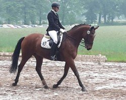 dressage horse Willeby (Hanoverian, 2000, from Watermill Bridge xx)