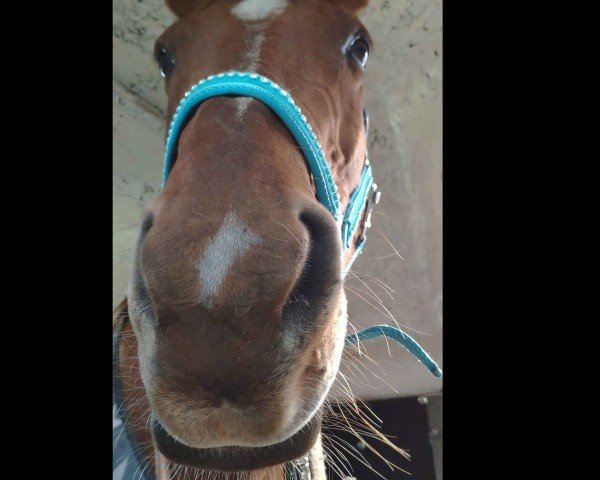 jumper Lassmich (Hanoverian, 1999, from Lanthan)